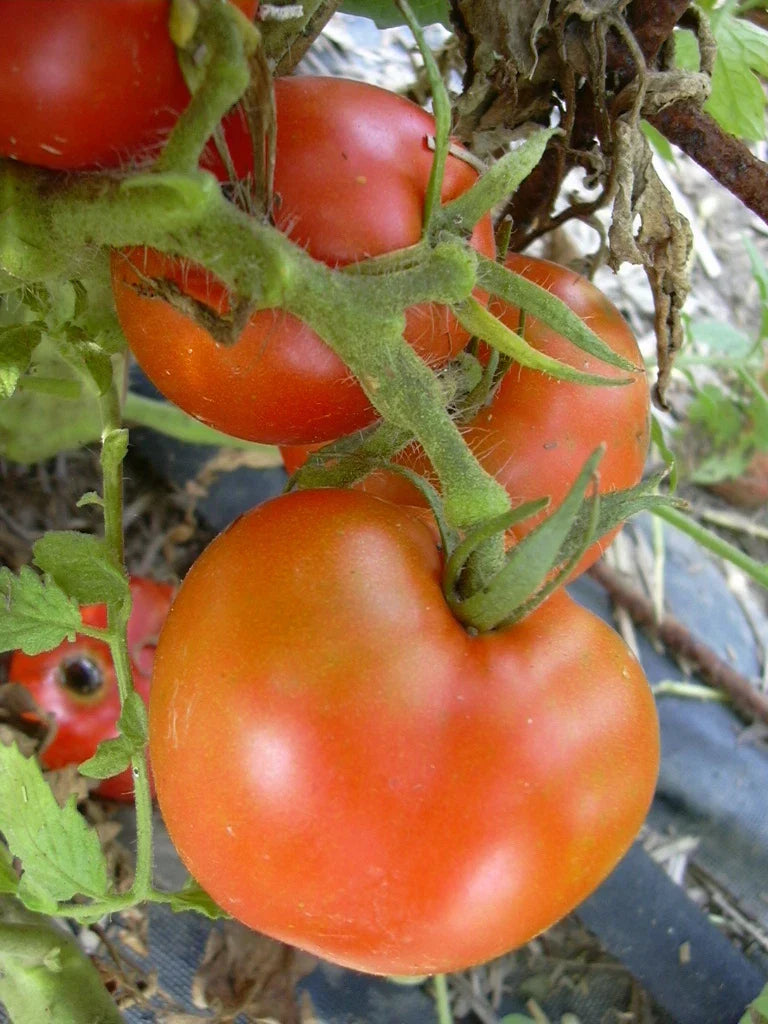 Arkansas Traveler Tomato Seeds - Bulk 100 Count - Meaty Juicy Fruits - Solanum lycopersicum - Non-GMO Gardening