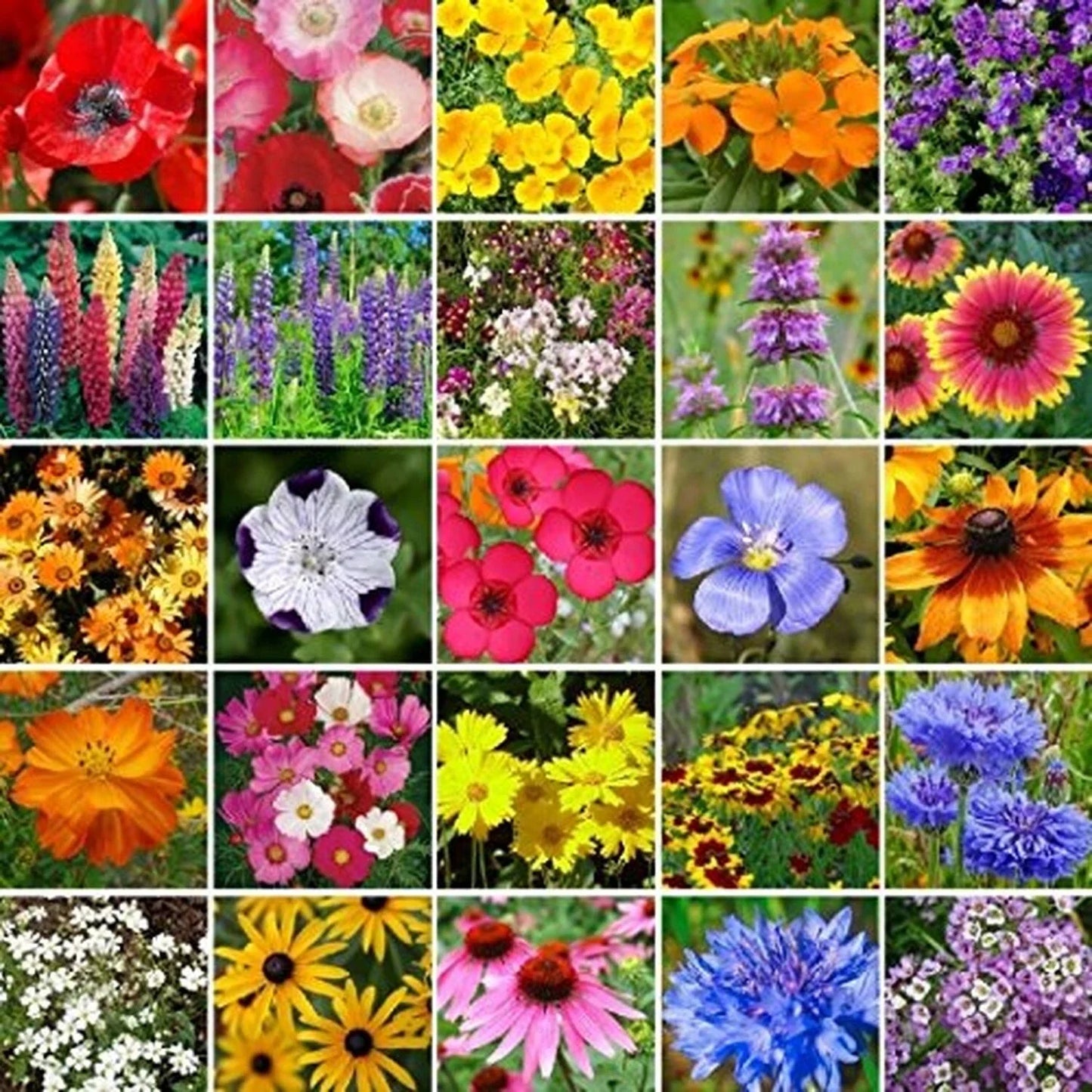 Bulk Wildflower Seed Mix 1 lb Southeast Variety Non-GMO Native Wildflowers for Gardening and Landscaping Various Species
