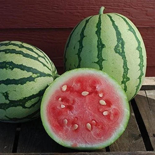 Queen of Dixie Watermelon Seeds - 10 Pack, Vibrant Skin, Sweet Flavor, Citrullus lanatus - Ideal for Garden Planting