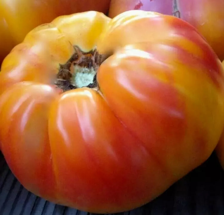 Rainbow Tomato Seeds 50+ Count, Heirloom Indeterminate Variety, Solanum lycopersicum, Colorful Garden Vegetables