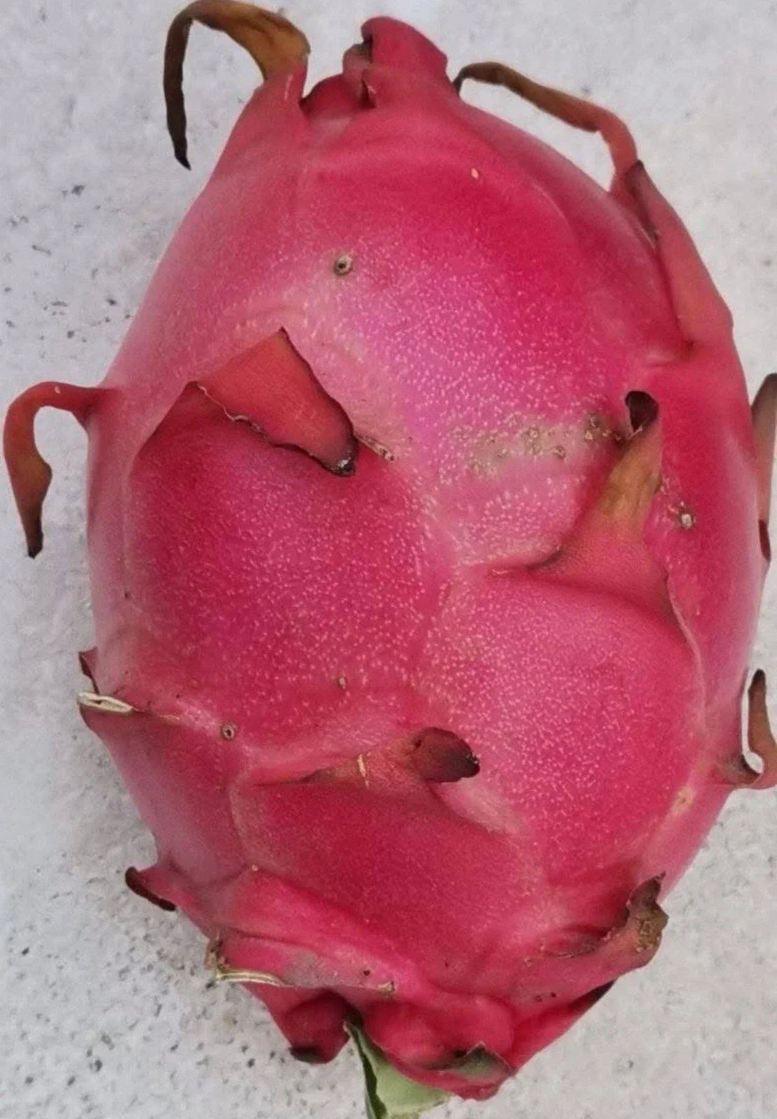 Red Dragon Fruit Cuttings, 8-12 inches, Self-Pollinating, Hylocereus undatus - 3 Sweet Cuttings for Home Garden