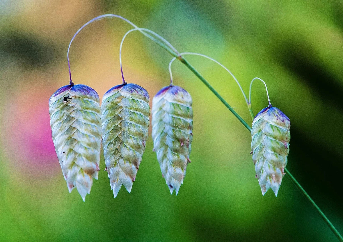Greater Quaking Grass Seeds (50 Seeds) - Rattlesnake Grass, Ornamental Drought-Resistant Perennial, Briza maxima