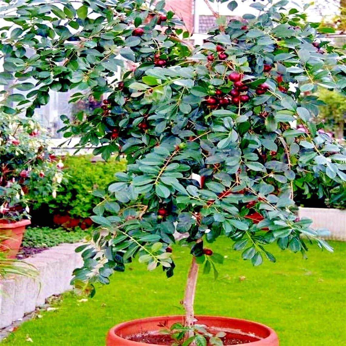 20 Strawberry Guava Tree Seeds - Edible Fruit Plant - Psidium cattleianum - Tropical Gardening Essentials