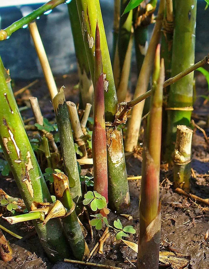 Spiny Bamboo Seeds - 20+ Seeds - Bambusa Arundinacea - Fast-Growing Clumping Bamboo for Gardening and Planting