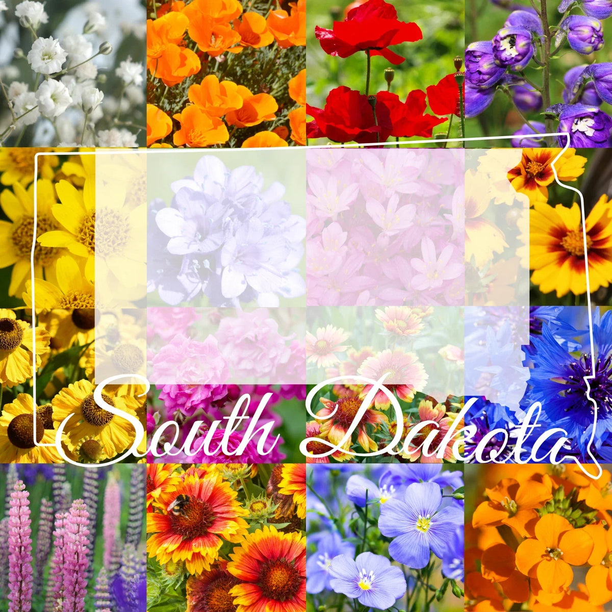 Wildflower Seed Mix 1/2 Pound South Dakota Western Blend Native Variety Various Native Species