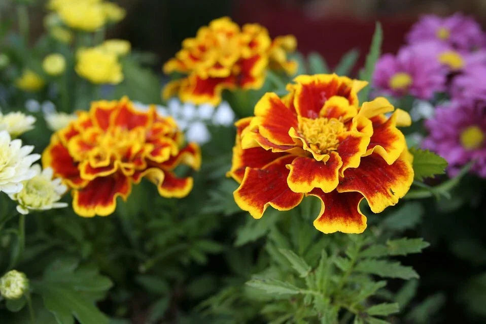 Marigold Flower Seeds - Red Yellow Mix - Tagetes erecta - Premium Gardening Pack - Non-GMO, Easy to Grow, Attracts Pollinators