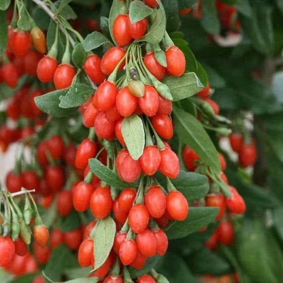 Goji Berry Bush 1-2 ft Small Pot Wolfberry Superfood Plant Lycium barbarum Edible Berries Compact Easy Care Garden Plant