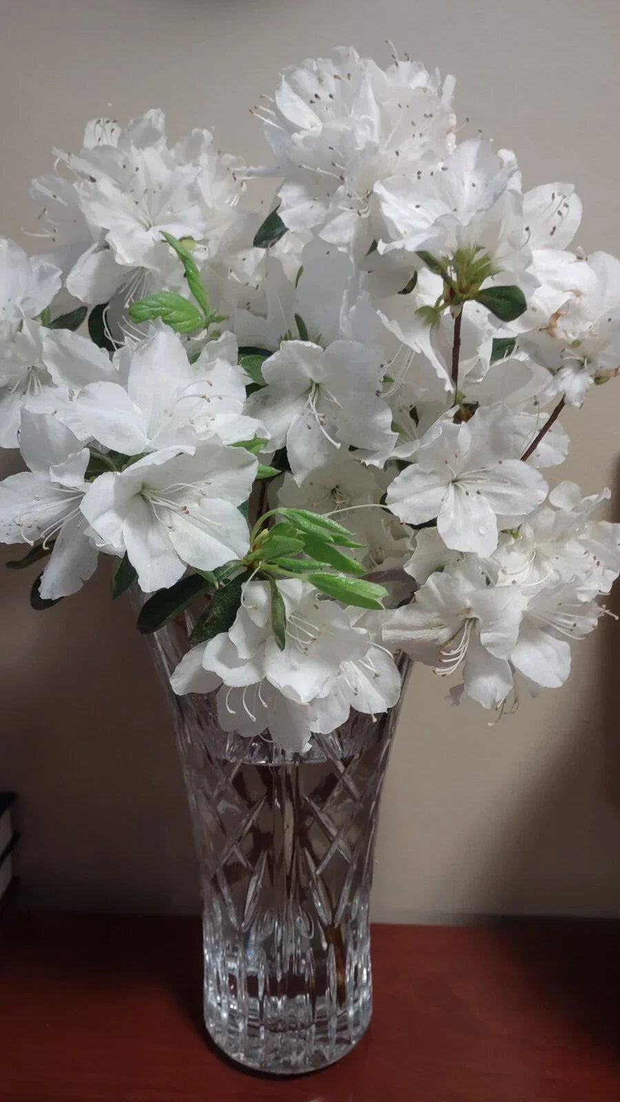 Crape Myrtle Cuttings 5-7" White Bloom 20+ Pack Lagerstroemia indica Unrooted Fresh Rare Flower