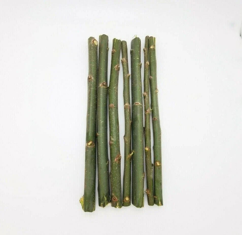 Austree Hybrid Willow Cuttings - 20 Fast Growing Aussie Cuttings - Salix x matsudana for Privacy Screens & Windbreaks
