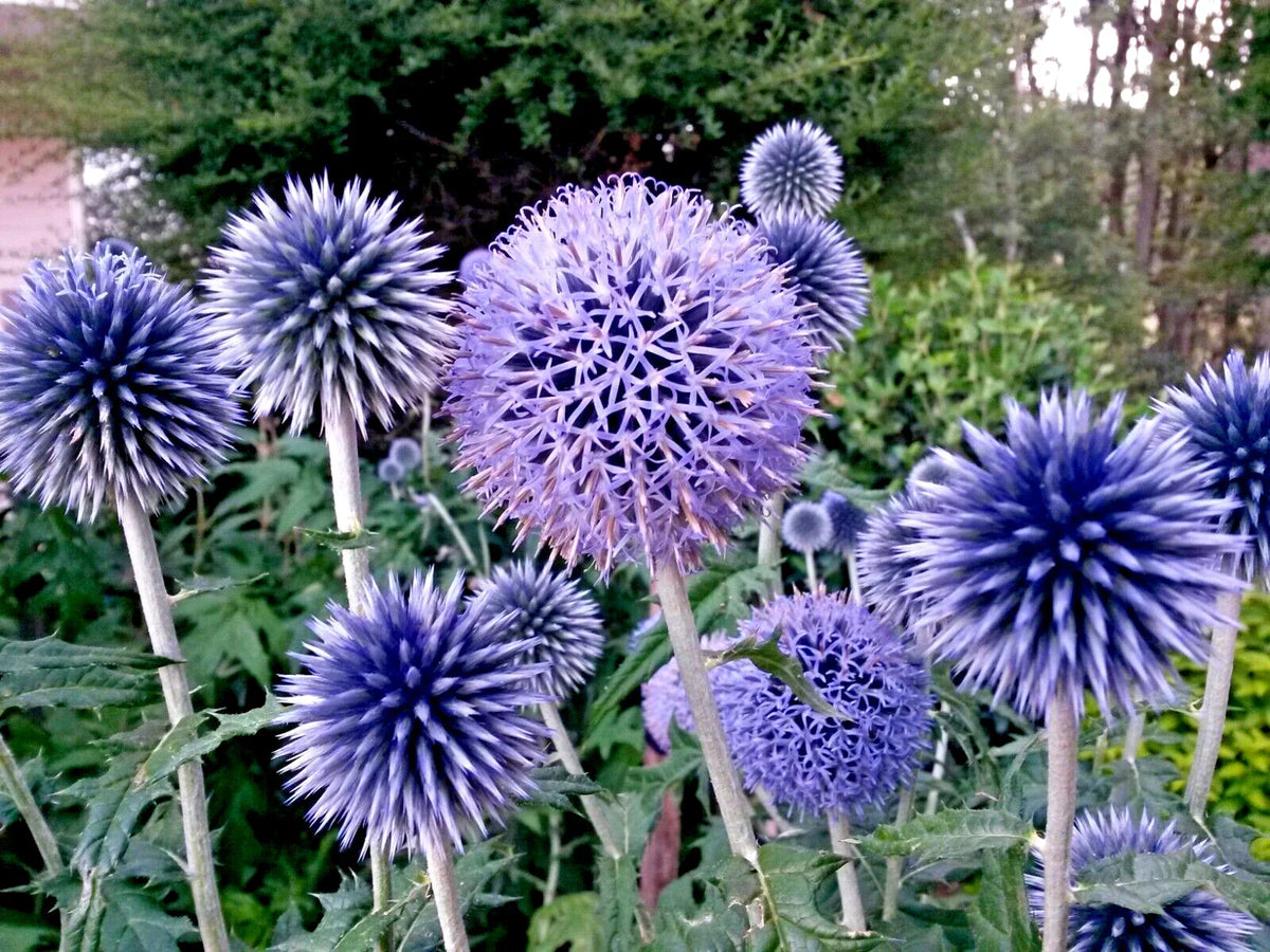 Blue Globe Thistle Seeds 50 Pack, Echinops ritro, Easy to Grow, Vibrant Blue Blooms, Pollinator Friendly, Homegrown USA