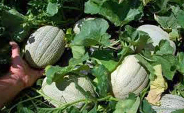 Muskmelon Seeds 25+ Heirloom Hales Best Jumbo Sweet Cantaloupe Cucumis melo Non-GMO Gardening Seeds