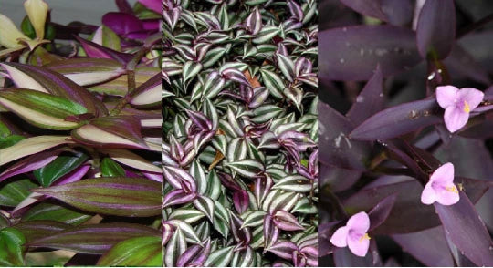 Wandering Jew Plant Cuttings Lot of 3, Purple Varieties, Tradescantia spp. - Easy Care Indoor/Outdoor Trailing Plants
