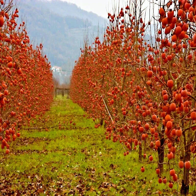 Persimmon Tree Seeds - Sugar Plum - Diospyros Virginiana - Cold Hardy 4-9 - Fruit Seeds for Home Gardening - 10 Seeds Per Packet