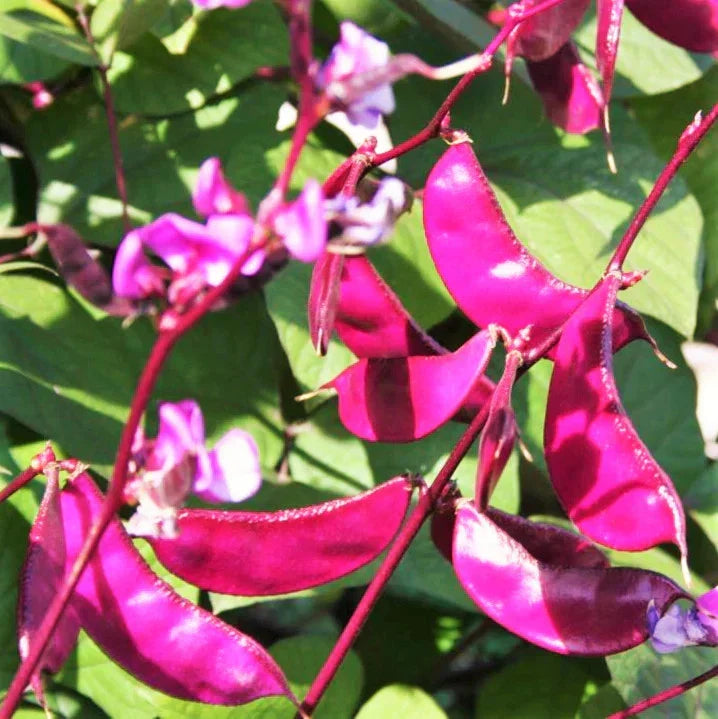 Purple Moon Hyacinth Bean Seeds - Pole Variety for 2025 Planting, Lablab Purpureus - Edible, Fast-Growing Climbing Vine