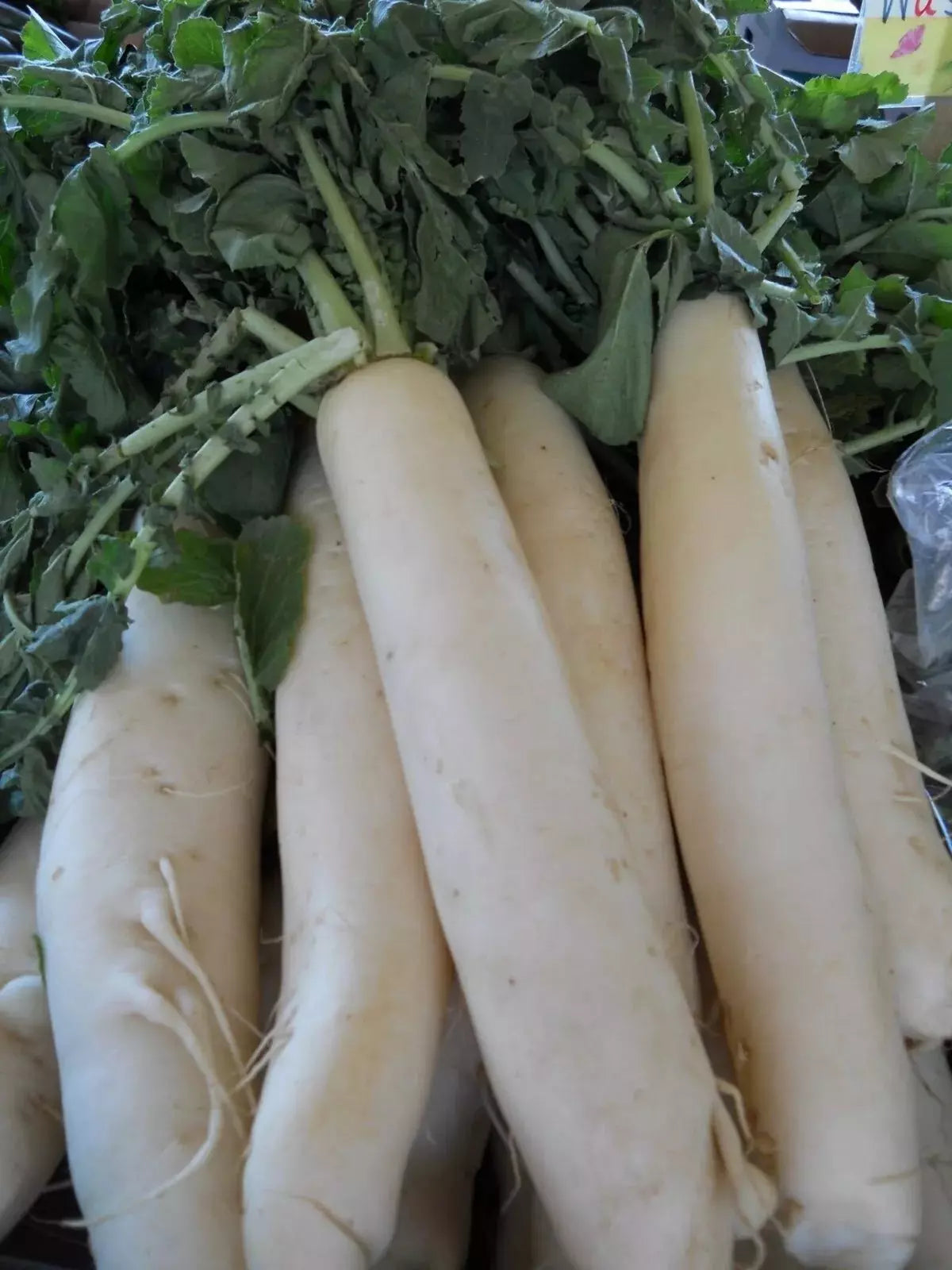 Daikon Radish Seeds - 100+ Organic Heirloom Japanese Minowase - Non-GMO Raphanus sativus for Home Gardens