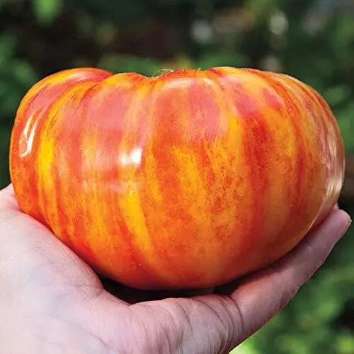 Big Striped Rainbow Tomato Seeds - 100+ Heirloom Seeds - Exotic Flavorful Tomatoes (Solanum lycopersicum)