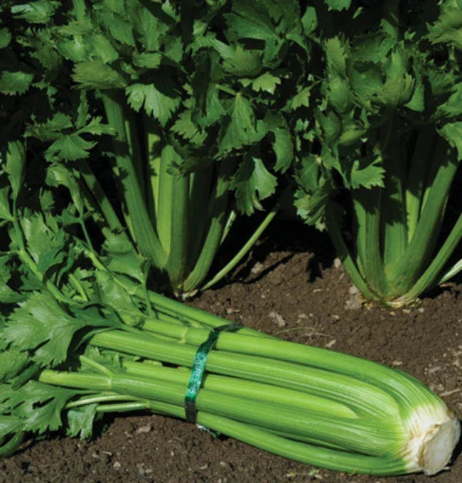 Tendercrisp Celery Seeds - 200 Count Non-GMO - Apium graveolens - Crisp Stalks for Home Gardening and Culinary Use