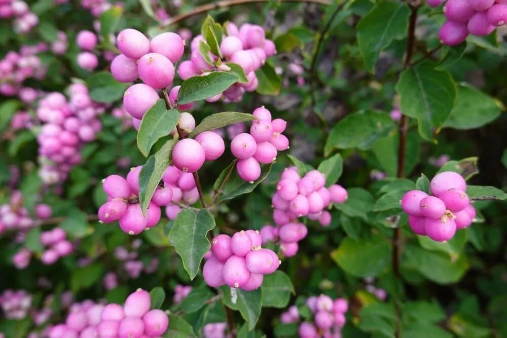 Coralberry Bush Seeds - 30 Pack - Indian Currant - Symphoricarpos orbiculatus - Native Shrub for Wildlife Gardens