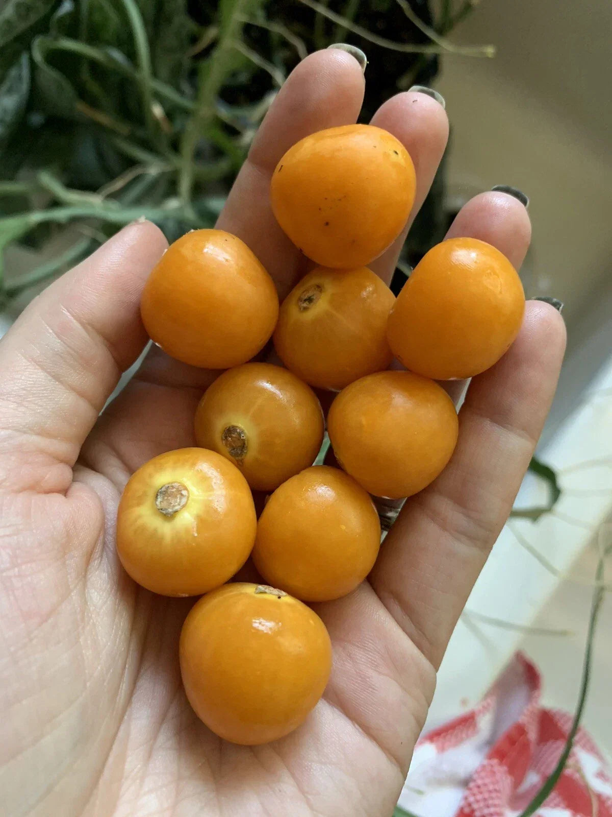 Golden Berry Seeds 100 Pack Organic Edible Fruit Physalis Peruviana Non-GMO Garden Seeds for Home Planting