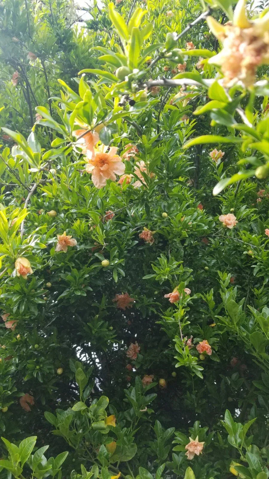 Peach Ornamental Pomegranate Cuttings - 10 Pcs - Punica granatum 'Nana' - Hardy, Drought-Resistant, Flowering Plants