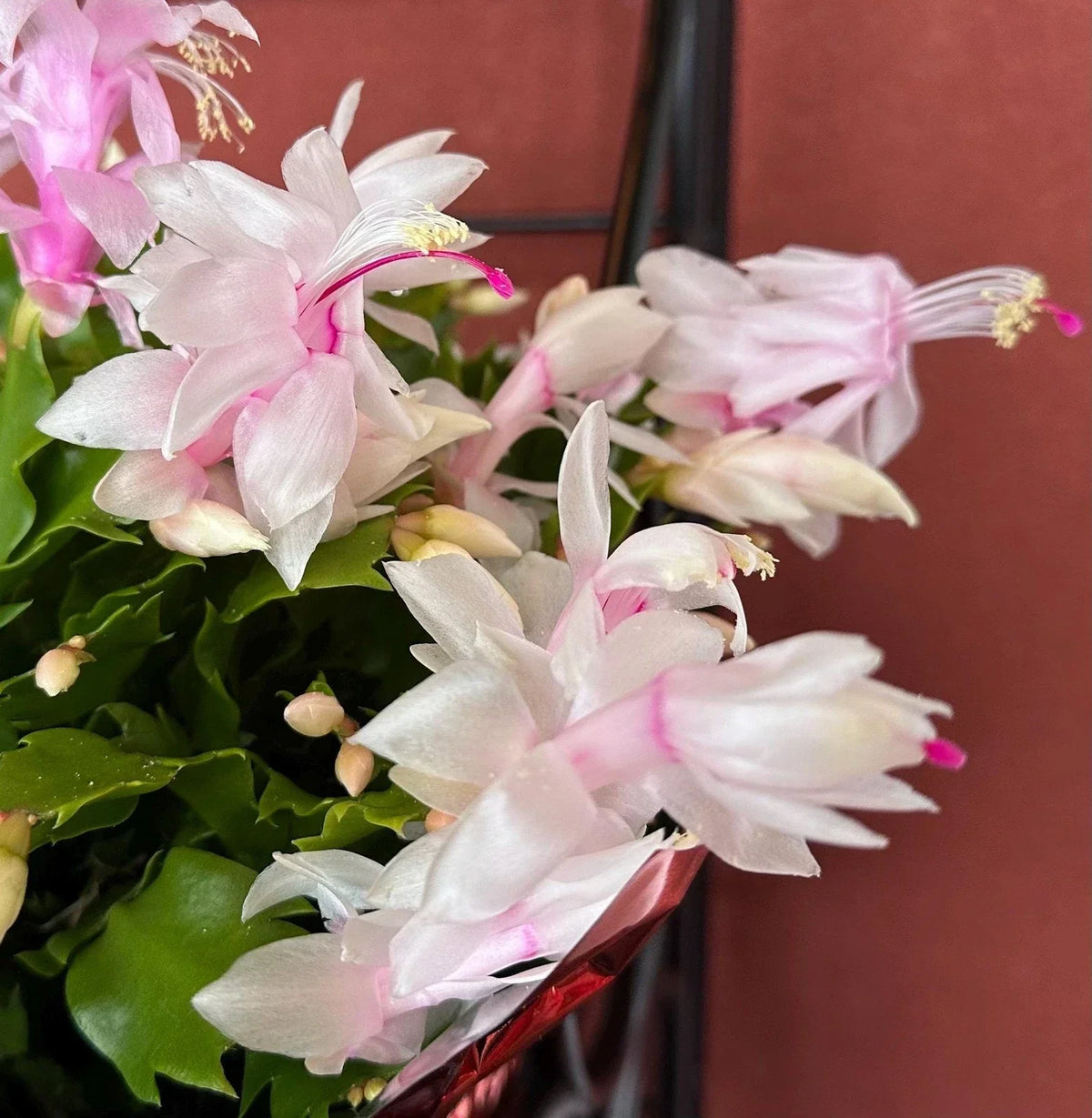 Thanksgiving Cactus Cuttings - 3 Unrooted White Schlumbergera Truncata Cuttings for Planting and Propagation