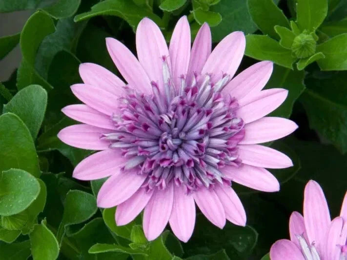 Cape Daisy Seeds - 50+ Purple & Pink - Osteospermum - Vibrant Garden Flowers - USA