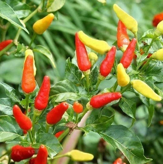 Tabasco Hot Pepper Seeds - 20 to 1000 Count - Capsicum frutescens - Colorful Peppers for Homemade Sauce and Gardening