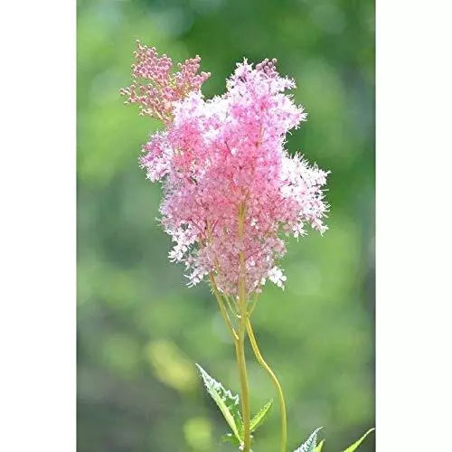 Queen of The Prairie Seeds - 40 Seed Pack - Filipendula rubra - Flowering Perennial with Pink Blooms for Garden