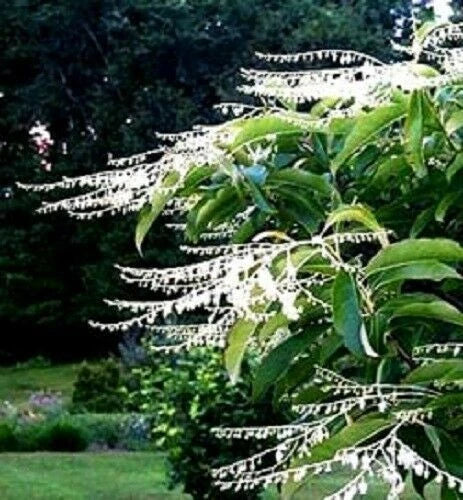 Lily of the Valley Sourwood Seeds - 100 Count | Oxydendrum arboreum | Attracts Honey Bees | Fragrant White Flowers