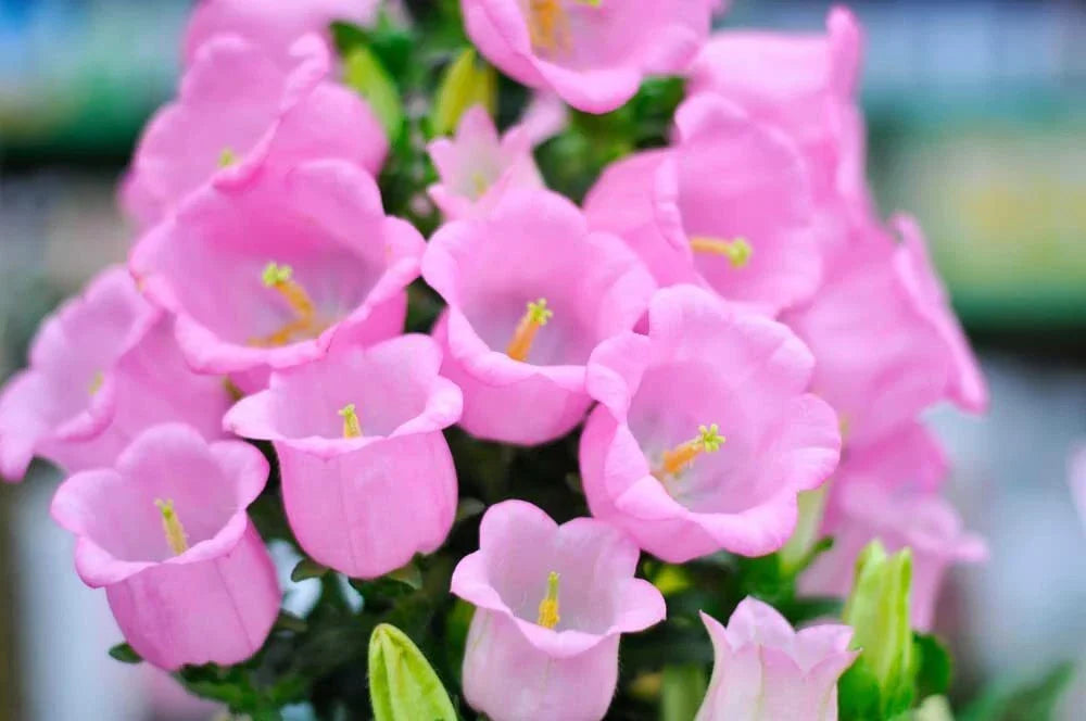Pink Bellflower Seeds - 50 Seeds for Planting - Campanula Medium - Vibrant Pink Flowers for Garden Use