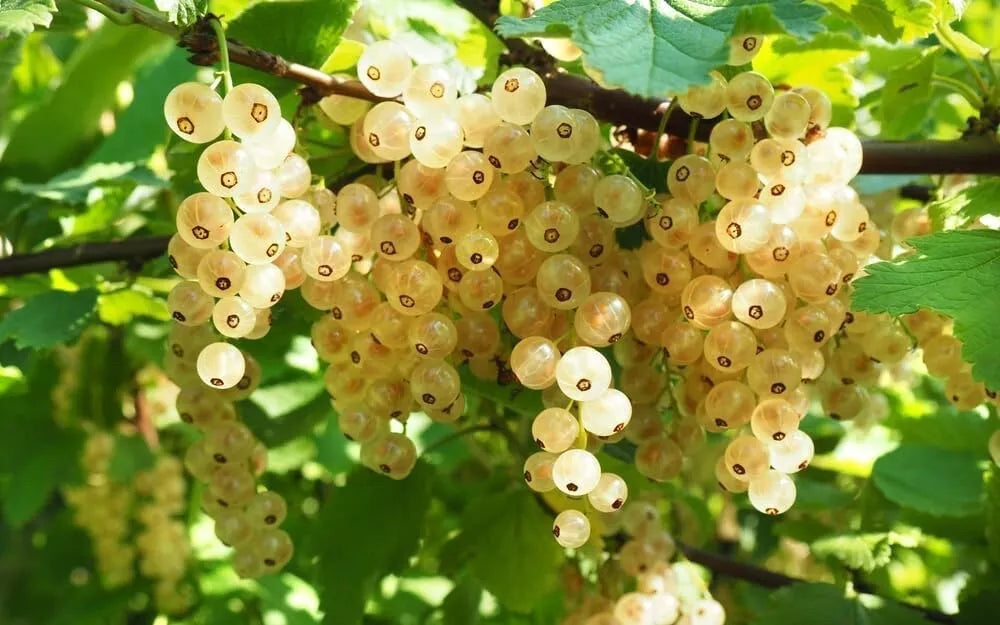 Rooted White Currant Berry Plant - Blanca Variety - Ribes rubrum - Sweet Tangy Fruit for Garden - No Ship to California