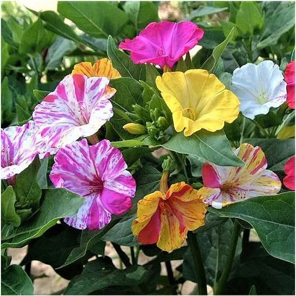 Four O'Clock Seeds 100+ Mixed Colors Mirabilis jalapa Tender Perennial Easy Grow Reseeds Attracts Pollinators
