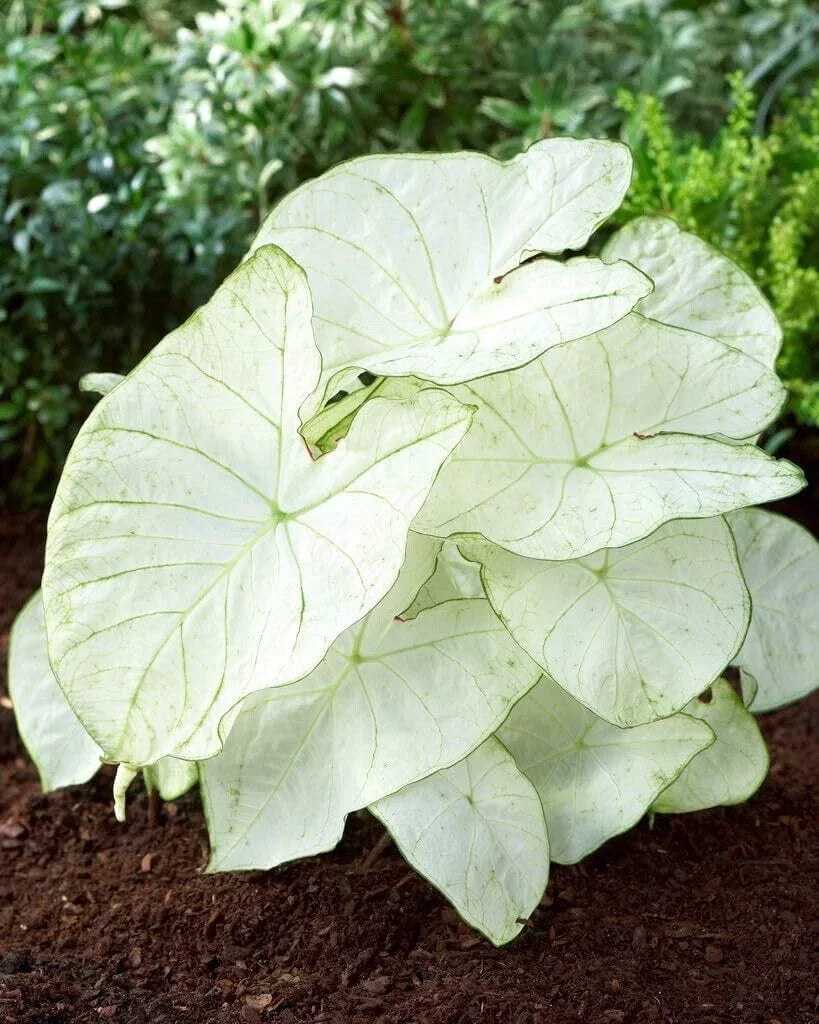 Caladium Bulbs - 5 Count - Florida Moonlight - Caladium bicolor - White & Green Variegated Leaves for Shady Gardens