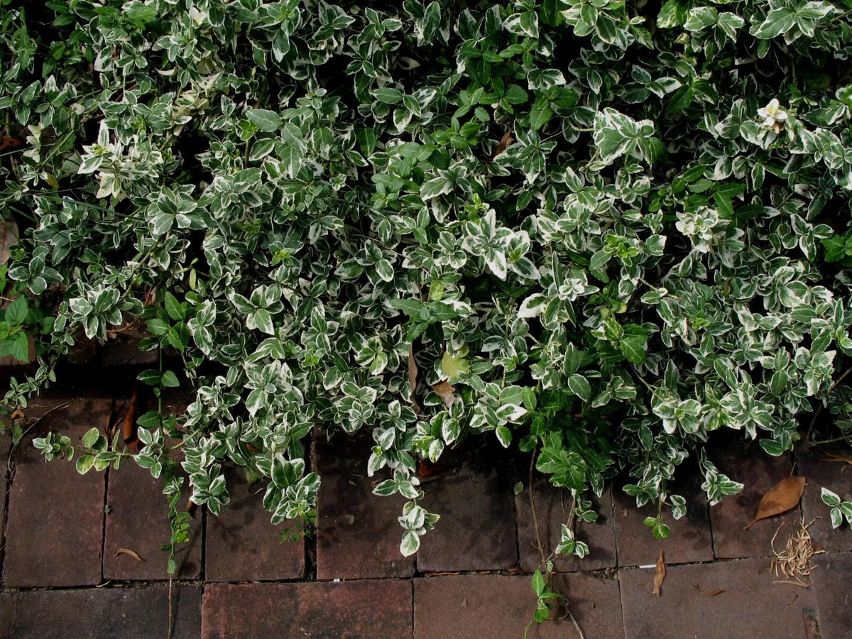 Variegated Wintercreeper Starter Plants 6-Pack | Euonymus fortunei 'Variegatus' | Perennial Evergreen Ground Cover Vine