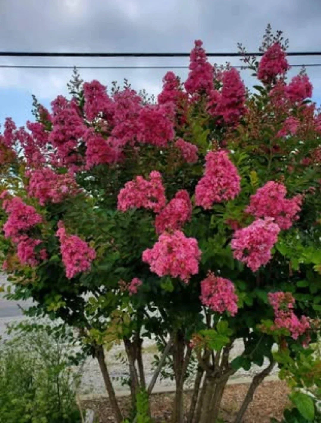 Pink Velour Crape Myrtle Cuttings, Non-Rooted, Lagerstroemia indica 'Pink Velour' - Vibrant Pink Flowers for Propagation