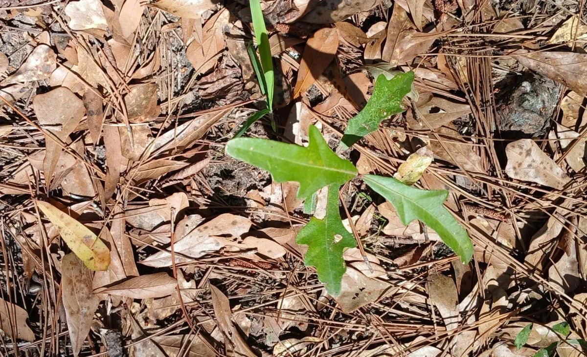 Water Oak Seedlings 10-Pack 6"-12" Tall Quercus nigra Native Southern Alabama Trees for Reforestation and Wildlife Habitat