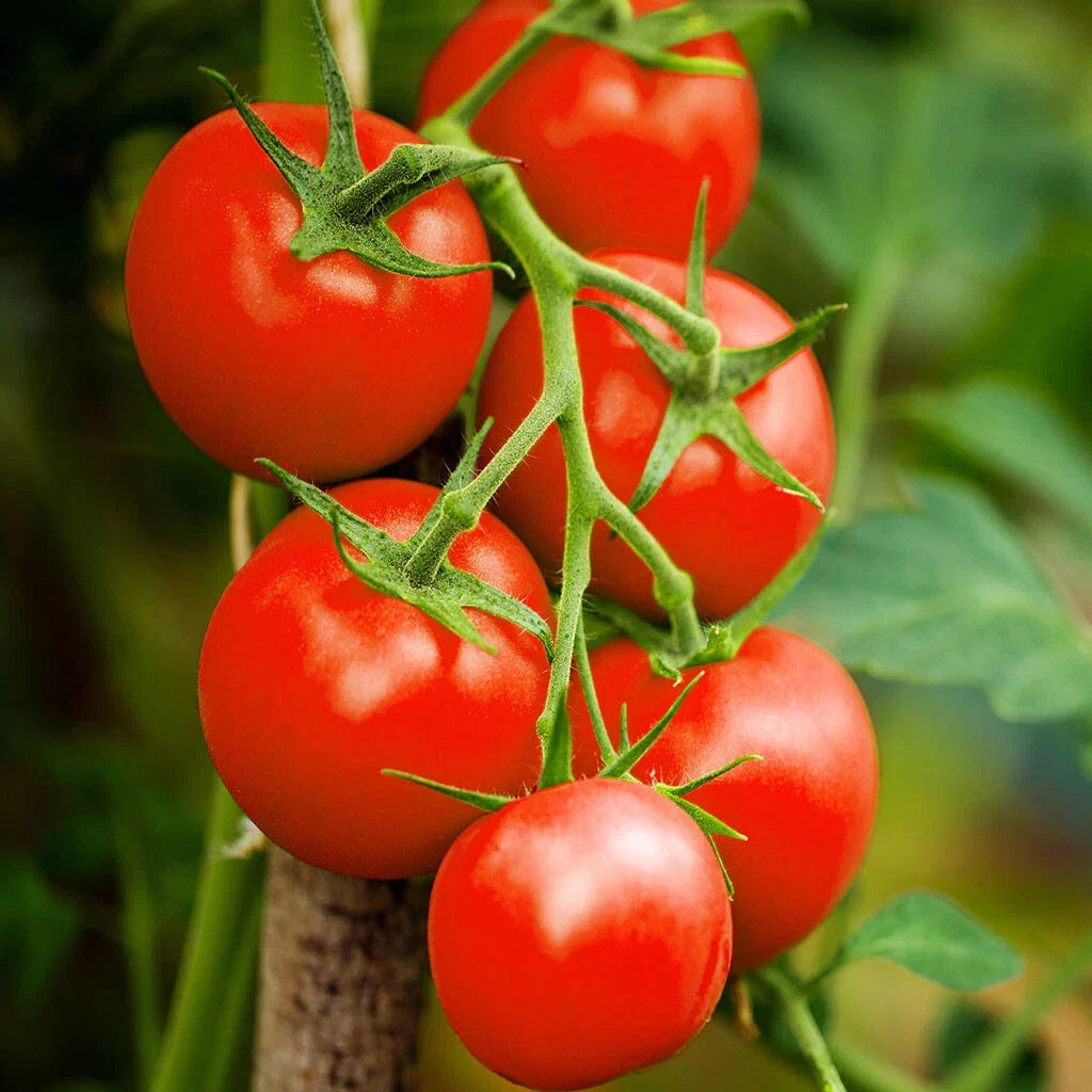 Moneymaker Vine Tomato Seeds | Indeterminate Cordon Stake Variety | Solanum lycopersicum | Non-GMO Heirloom Seeds for 2025