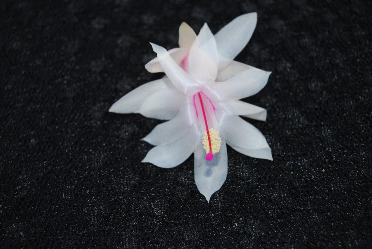 Christmas Cactus Starter Plant - 4-Inch Snow Fire - Schlumbergera Truncata - Red and White Blooms - Easy Care Indoor Plant