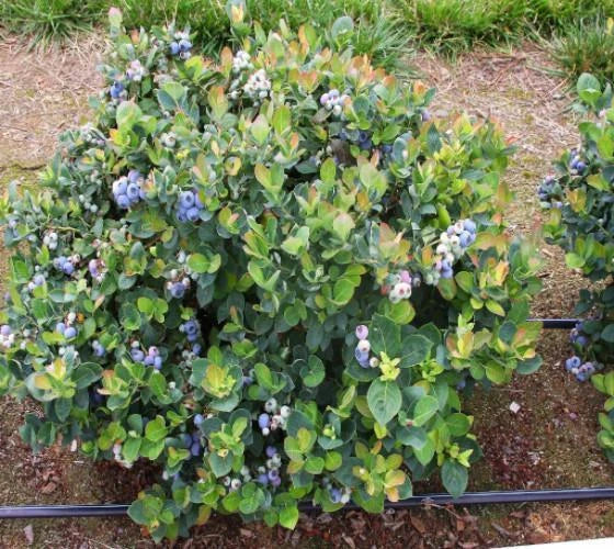 Dwarf Blueberry Starter Plant - Top Hat Variety - Vaccinium corymbosum - Live Plant Without Pot - Edible Garden Shrub