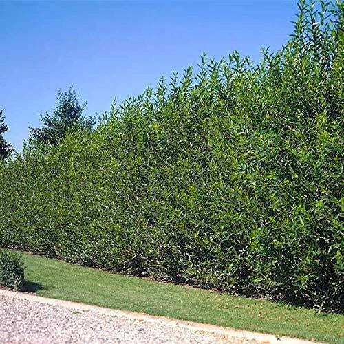 5 Foot Tall Hybrid Willow Cutting - Fast-Growing Tree Salix × sepulcralis - Ideal for Privacy Screens and Windbreaks