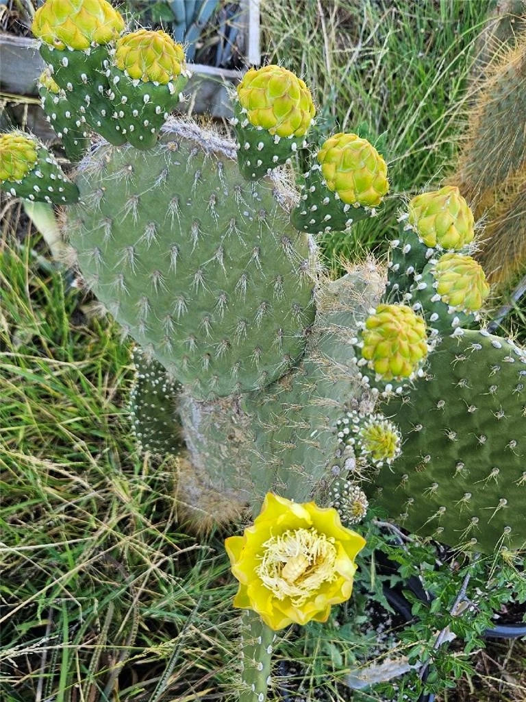 Cactus Seeds Pack - Galapagos Opuntia Megasperma Var. Orientalis - Vibrant Colored Flowers - Drought-Tolerant Cactus Plant