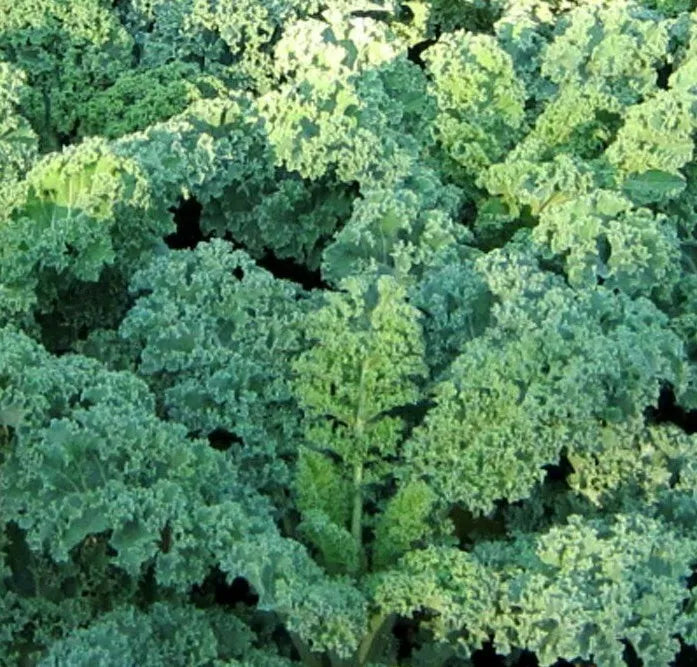 Kale Seeds 500+ Dwarf Blue Curled Brassica oleracea - Nutritious Compact Greens for Small Spaces and Containers