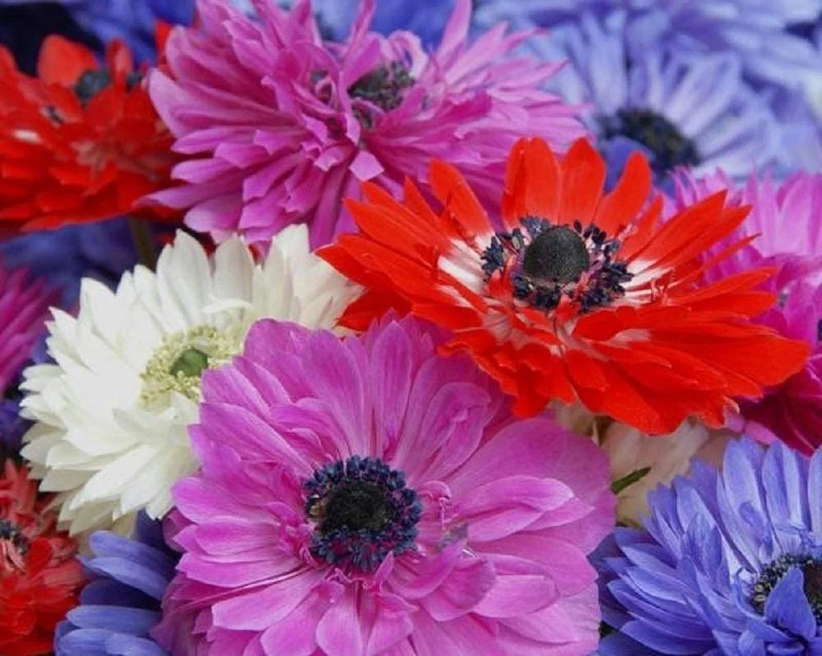 Anemone Flower Bulbs 15 Mixed Colors Semi-Double Petals Anemone coronaria