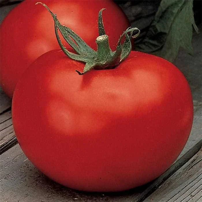 Better Boy Tomato Seeds - 25 Pack - Non-GMO F1 Hybrid - Solanum lycopersicum - Heirloom Variety for Home Gardening