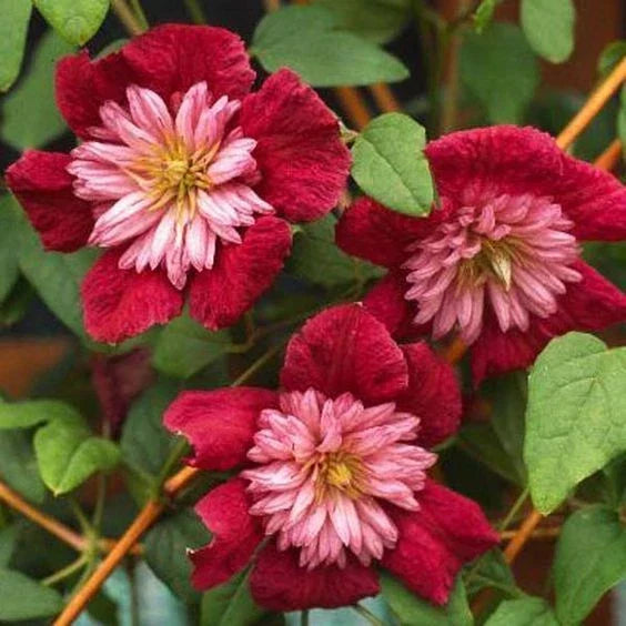 Double Red Clematis Seeds - 25 Large Bloom Climbing Perennial - Clematis 'Duchess of Edinburgh' - Vibrant Garden Flower