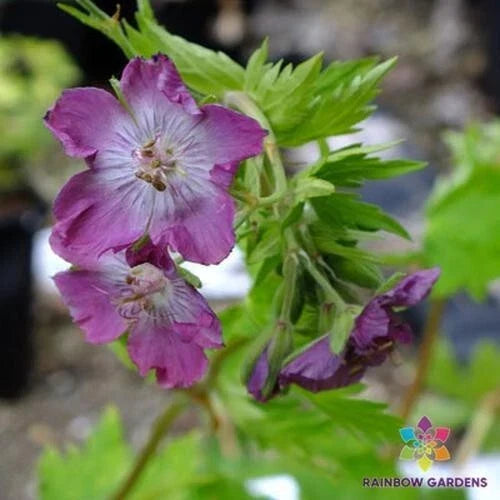Mottisfont Rose Geranium Seeds - 25+ Pack - Pelargonium 'Mottisfont' - Non-GMO - Fragrant Garden Flowers for USA