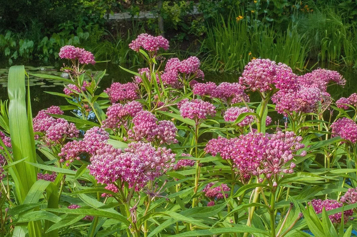Swamp Milkweed Seeds 200 Pcs - Asclepias incarnata - Monarch Butterfly Plant - Native Pollinator Favorable Garden Seed