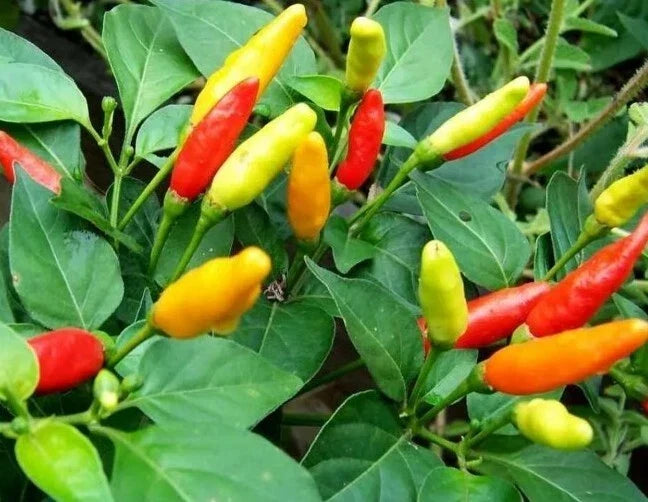 Live Tabasco Pepper Plant | Organic Well-Rooted | Capsicum frutescens | Spicy Red Peppers for Garden or Container