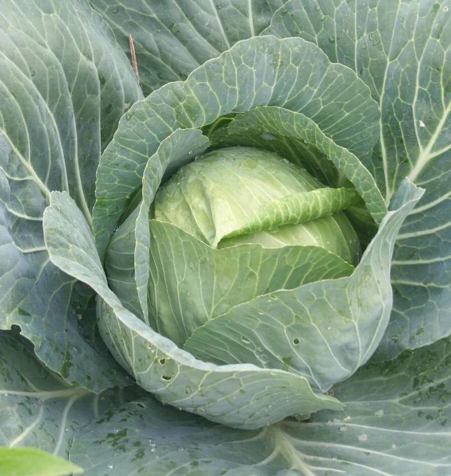 Danish Ballhead Cabbage Seeds - Fresh Vegetable Seeds - Brassica oleracea - Ideal for Home Gardeners and Cooking