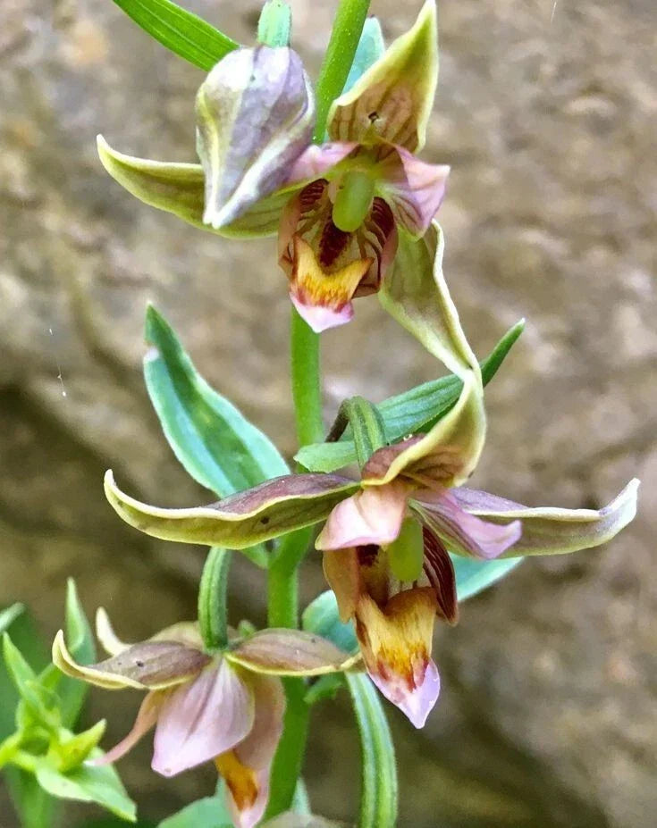 Adam & Eva Orchid Plant - Bare Root Rare Orchid (Phragmipedium) - Unique Indoor Garden Addition